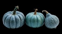 Trio of blue-green pumpkins isolated on transparent background, ready for t-shirt designs, clipart, stickers, print-on-demand products, and sublimation projects.