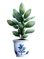 Green leafy plant in white ceramic pot with blue floral design, isolated on white background. Decorative houseplant illustration for home decor and botanical art.