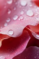 Water droplets on red rose petals in macro photography, showing delicate curves and natural morning dew with soft focus background creating romantic atmosphere.