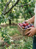 Male farmer holding wooden crate of fresh ripe plums in orchard during harvest season. Agricultural produce and farming concept for food industry and organic agriculture marketing.