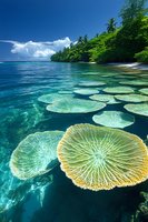 Vibrant coral formations float in crystal clear tropical waters near palm-fringed shore, showcasing pristine marine ecosystem under bright blue sky and clouds.