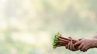 Young adult hands holding fresh rhubarb stalks with green leaves against blurred natural background. Suitable for organic produce, farming, gardening, and healthy food content.