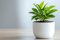 Fresh green houseplant with glossy leaves growing in modern white ceramic pot on wooden surface against light gray wall background. Minimalist home decor.