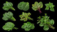 Fresh green leafy vegetables set isolated on transparent background, ready for T-shirts, stickers, clipart, print on demand, and sublimation design use.