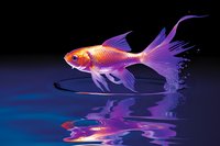 Vibrant goldfish with flowing purple fins swimming gracefully in dark water with mirror reflection, illuminated against black background creating dramatic aquatic scene.