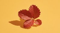 Red strawberry leaf with serrated edges casting shadow on warm yellow background, natural autumn foliage element for seasonal design projects.