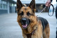 German Shepherd dog on leash with owner outdoors in urban setting. Professional pet training and obedience concept for veterinary and animal care services.