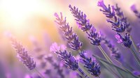 Blooming lavender flowers in soft sunlight with dreamy bokeh background, purple aromatic plants swaying in summer breeze, natural floral macro photography.