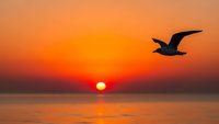 Seagull silhouette flying over calm ocean water during golden sunset with warm orange and red sky colors reflecting on sea surface for peaceful nature scenes.