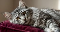 Adorable silver tabby kitten with striking amber eyes resting comfortably on soft burgundy velvet fabric, perfect for pet care and animal lover content.