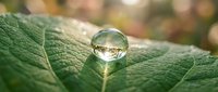 Crystal clear water droplet resting on vibrant green leaf surface with detailed texture and natural bokeh background for environmental concepts.