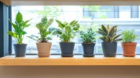 Row of diverse houseplants in decorative pots on wooden windowsill with natural daylight, creating fresh indoor garden atmosphere for home or office decor.