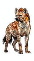 Spotted hyena with brown and cream colored coat standing in profile against white background, isolated wildlife animal illustration for design projects.
