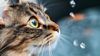 Close up portrait of gray tabby cat with bright yellow-green eyes looking up with curiosity against blurred blue background with bokeh lights.
