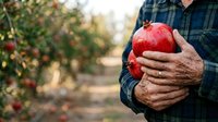 Farmer holding fresh red apples in orchard during harvest season, showcasing organic produce and agricultural work for farming, agriculture, and food industry applications.