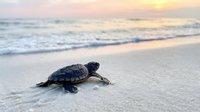 Baby sea turtle crawling on sandy beach toward ocean waves at golden sunset, marine wildlife conservation and nature protection concept.