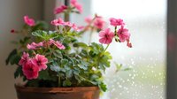 Pink geranium flowers blooming in terracotta pot near window with soft natural light and bokeh effect, creating cozy home garden atmosphere.