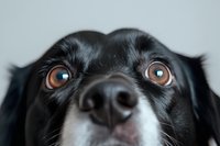 Close up portrait of black and white dog with expressive brown eyes and wet nose looking directly at camera against light background. Emotional pet photography.