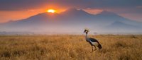 Crowned crane standing in golden grassland at sunset with mountain silhouettes in background, wildlife photography showcasing African savanna landscape.