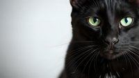 Black cat with striking green eyes and white chest markings against neutral background for pet photography and animal portraits.