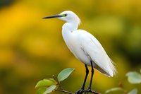 Elegant white egret bird perched on branch with vibrant yellow bokeh background in natural wetland habitat for wildlife photography and nature designs.
