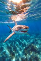 Great white shark swimming in crystal clear blue ocean waters near surface with sunlight streaming through waves, creating dramatic underwater scene.