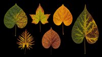 Autumn leaves collection isolated on transparent background, ready for t-shirt design, stickers, clipart, print on demand, and sublimation projects.
