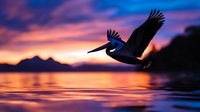 Majestic pelican soaring over calm lake waters at dramatic sunset with purple and orange sky reflecting on surface, mountains silhouetted in background.