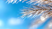 Close-up of frost-covered evergreen needles glistening in bright sunlight against clear blue sky, showcasing winter nature and seasonal ice crystals.