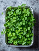 Fresh microgreens growing in metal container on concrete background, vibrant green clover sprouts ready for harvest, healthy organic produce for garnish.