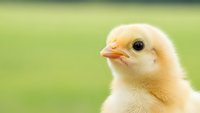 Adorable yellow baby chick with fluffy feathers against soft green blurred background, perfect for spring themes, Easter designs, and farm concepts.