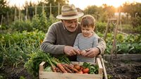Grandfather and grandson harvesting fresh vegetables together in organic garden during golden hour sunset, sharing farming knowledge and family bonding time.