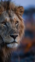 Close-up portrait of a male lion with golden mane and amber eyes gazing directly at camera against blurred background. Wildlife and nature photography.