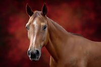 Portrait of chestnut horse with alert expression against dramatic red background, showcasing noble profile and attentive ears for equestrian art.