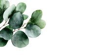 Fresh eucalyptus branch with round silver-green leaves on white background, watercolor botanical illustration for wedding stationery and home decor.