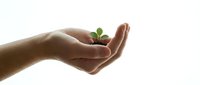 Protective hands cupping small green plant seedling symbolizing growth, care, environmental protection and nurturing new life concepts.