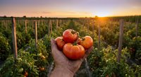 Fresh ripe tomatoes held in hands at sunset in organic farm field with rows of tomato plants stretching into distance during golden hour harvest time.