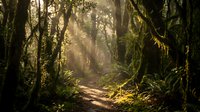 Sunlit forest path winds through dense woodland with moss-covered trees and golden light filtering through canopy, ideal for nature and travel themes.