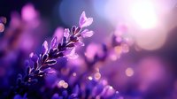 Purple lavender flowers with soft bokeh lights creating dreamy atmospheric background for wellness and aromatherapy designs.