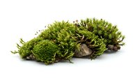 Lush green moss cluster with natural texture isolated on white background, suitable for botanical designs, nature graphics, and environmental projects.