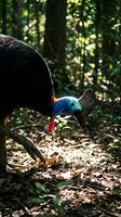 Southern cassowary bird with vibrant blue head and red wattles foraging on rainforest floor among fallen leaves and dappled sunlight filtering through trees.