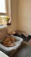 Orange tabby cat sleeping peacefully in cozy pet bed near sunny window with litter box and food bowls in warm minimalist home interior for pet care content.