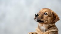 Adorable golden retriever puppy looking up with curious expression against neutral background for pet care and animal lover designs.
