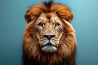 Majestic male lion with vibrant golden mane against turquoise background, displaying powerful facial features and intense gaze in dramatic studio lighting.