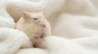 Adorable cream-colored pet rat with pink nose nestled in soft white fleece blanket, showcasing gentle domestic rodent care and cozy comfort for veterinary content.