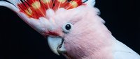 Pink cockatoo with vibrant red and yellow crest feathers against dark background, close-up portrait of exotic parrot showcasing vivid plumage details.