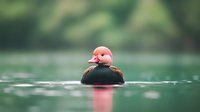 Red-crested pochard duck with distinctive bright pink head swimming peacefully on calm green water surface, creating gentle ripples in natural habitat.