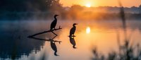 Two cormorants perched on a branch at sunrise over misty water, their silhouettes reflected below in golden light, ideal for nature and wildlife editorial use.