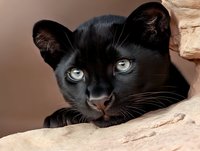 Black cat with striking blue eyes gazing intently at camera while resting on beige surface, dramatic close-up portrait showing mysterious feline expression.