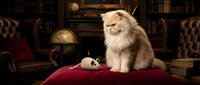 Fluffy white cat sitting on red velvet cushion in luxurious study room with globe, books, and leather furniture. Suitable for pet, interior design, and lifestyle content.